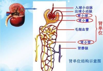 经常吃药怎样养肾？