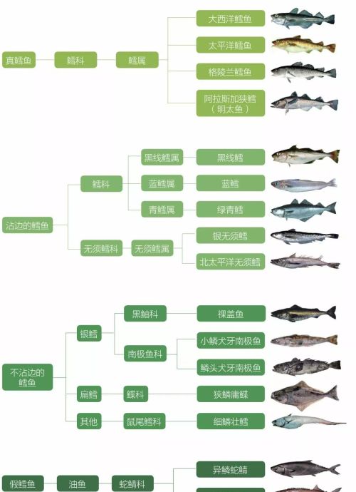 鳕鱼为什么卖的都没有头？