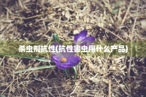 杀虫剂抗性(抗性害虫用什么产品)