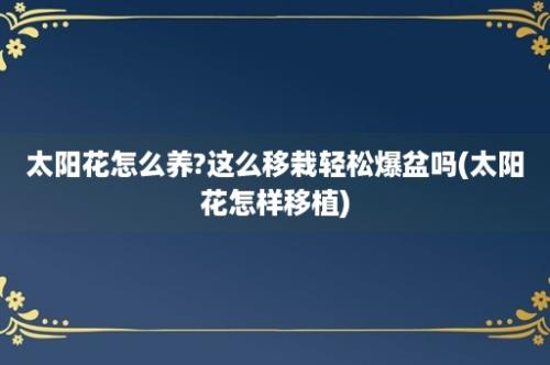 太阳花怎么养?这么移栽轻松爆盆吗(太阳花怎样移植)