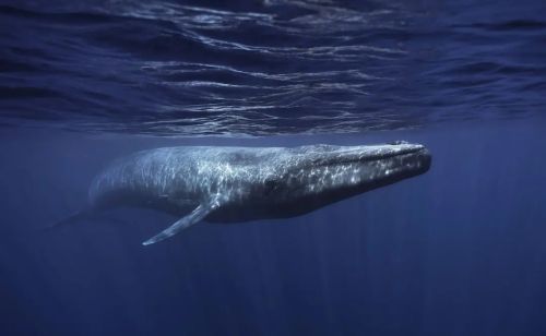 哪种动物能猎杀蓝鲸？虎鲸和大白鲨是蓝鲸的对手吗？
