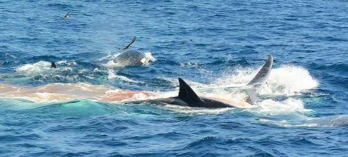 哪种动物能猎杀蓝鲸？虎鲸和大白鲨是蓝鲸的对手吗？