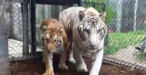 公虎和母虎哪个厉害？
