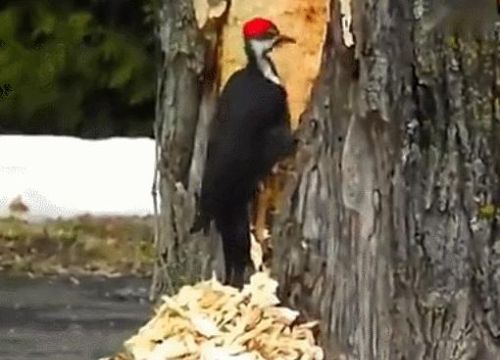 啄木鸟真的是树木的医生吗？为什么啄木鸟啄的洞比虫子咬的还大？