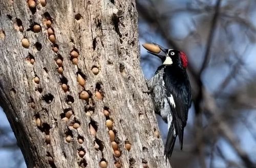 啄木鸟真的是树木的医生吗？为什么啄木鸟啄的洞比虫子咬的还大？
