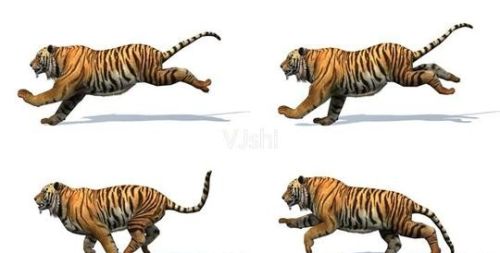 老虎的尾巴到底有没有传说中那么厉害？