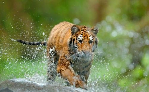 老虎的尾巴到底有没有传说中那么厉害？