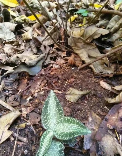 农村的山坡上有哪些名贵药材？你上山采过哪些草药？