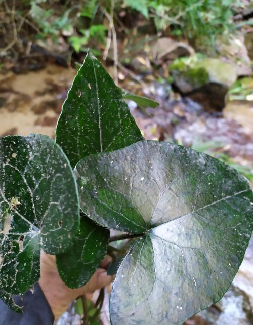 农村的山坡上有哪些名贵药材？你上山采过哪些草药？