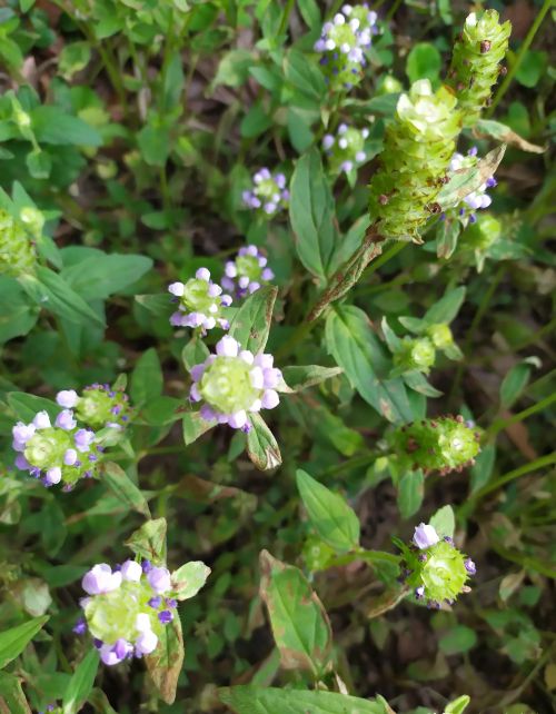 农村的山坡上有哪些名贵药材？你上山采过哪些草药？