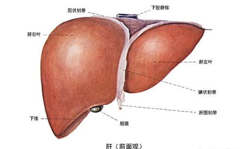 有人说百病从肝治，刮肝经、排肝毒，无病一身轻是真的吗？在生活中该如何养肝？