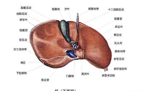 有人说百病从肝治，刮肝经、排肝毒，无病一身轻是真的吗？在生活中该如何养肝？