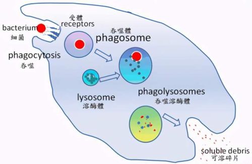 病毒的终极目的是为了杀死宿主还是和宿主共生？