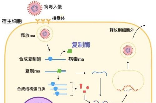 病毒的终极目的是为了杀死宿主还是和宿主共生？