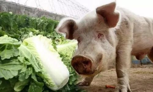 经常听到一句话：好白菜都被猪拱了，到底是什么意思？
