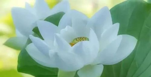 你见过最极品的白莲花是怎么样的？