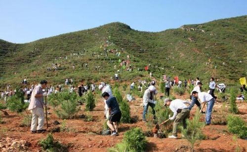 荒山栽什么树效益比较好？