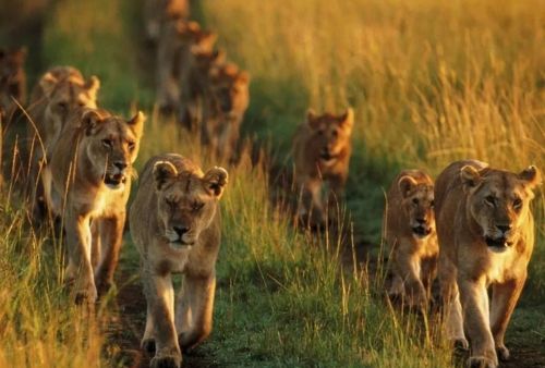 如果狮王被自己的儿子打败，那么狮群里的母狮会被如何对待？