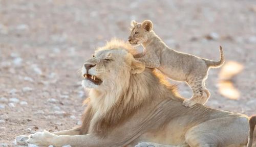 如果狮王被自己的儿子打败，那么狮群里的母狮会被如何对待？