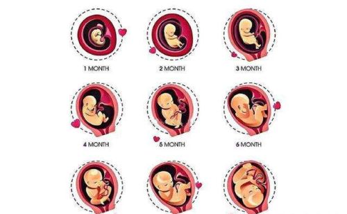 总是听说孕妇需要经历怀胎十月，那胎儿一般在多少周会出生呢？