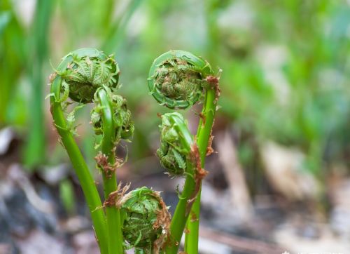 农村山上的野生蕨菜到底能不能吃？