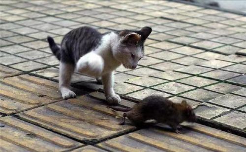 猫抓到老鼠后，不是直接吃掉，而是玩耍，为什么老鼠不敢跑呢？