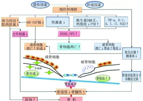 骨质疏松是怎么引起的？