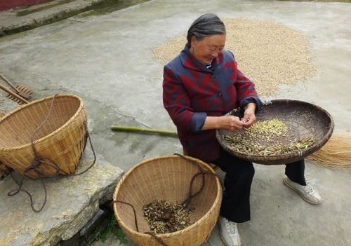 现在社会上热议农民养老，前三十年农民是如何解决养老问题的？