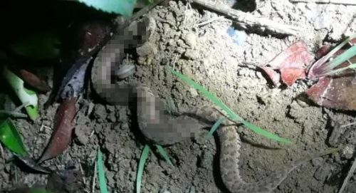 杭州一村民锄地时，挖出毒蛇“土地婆”，会被报复吗？