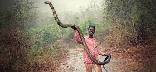 农村老人说：寿命最长的蛇比长寿乌龟活的寿命都要长。这事是真的吗？你怎么看？
