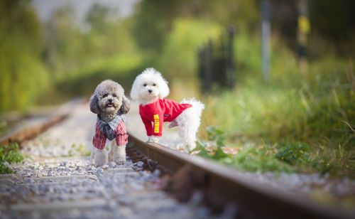 目前人气最高的家庭宠物犬是哪些狗？有何依据？