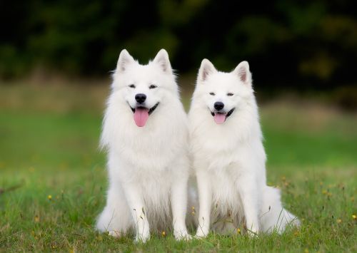 目前人气最高的家庭宠物犬是哪些狗？有何依据？