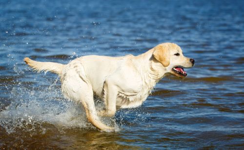 目前人气最高的家庭宠物犬是哪些狗？有何依据？