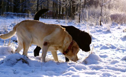 目前人气最高的家庭宠物犬是哪些狗？有何依据？