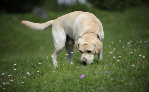 目前人气最高的家庭宠物犬是哪些狗？有何依据？