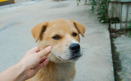 目前人气最高的家庭宠物犬是哪些狗？有何依据？