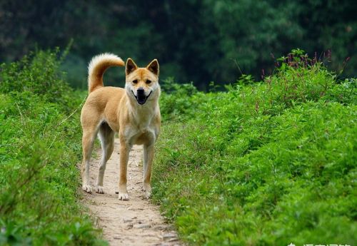 看家护院选择哪种犬比较好？