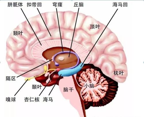 焦虑、抑郁、感觉生活不真实是植物神经功能紊乱导致的吗？