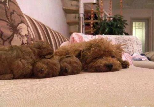 为什么这么多人愿意和泰迪犬一起睡觉呢？