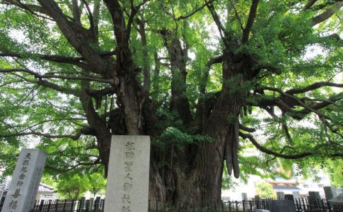 听说日本也有千年的银杏树吗？是真的吗？在哪里？