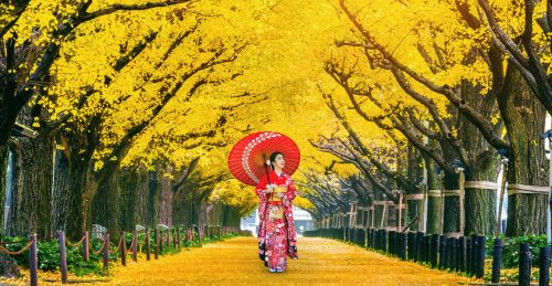 听说日本也有千年的银杏树吗？是真的吗？在哪里？