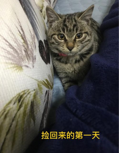 谁能把手里的猫咪照片发出来看一下？