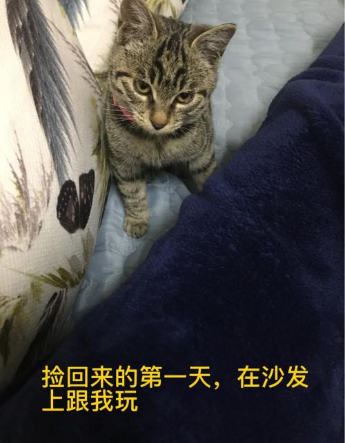 谁能把手里的猫咪照片发出来看一下？