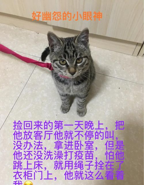 谁能把手里的猫咪照片发出来看一下？