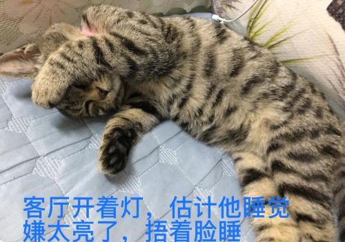 谁能把手里的猫咪照片发出来看一下？