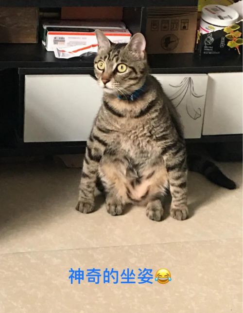 谁能把手里的猫咪照片发出来看一下？