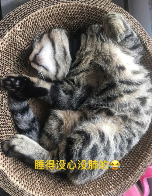 谁能把手里的猫咪照片发出来看一下？