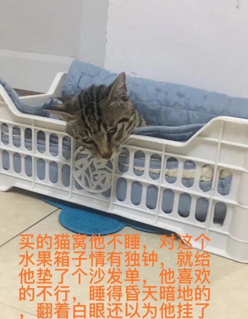 谁能把手里的猫咪照片发出来看一下？