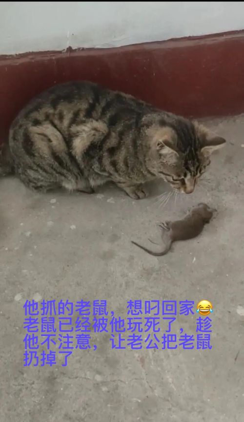 谁能把手里的猫咪照片发出来看一下？