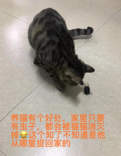 谁能把手里的猫咪照片发出来看一下？